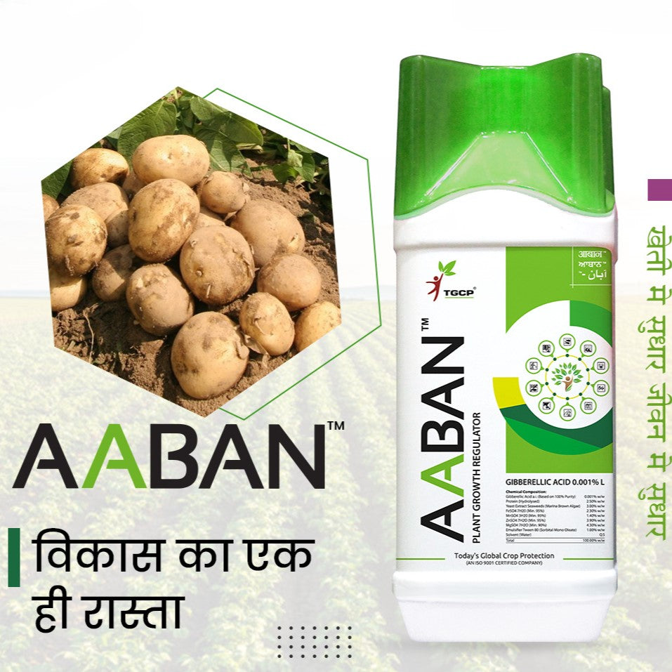 आबान - जिबरेलिक एसिड 0.001% एल (पौधे वृद्धि नियामक) समुद्री शैवाल अर्क, प्रोटीन हाइड्रोलाइज़ेट और आवश्यक सूक्ष्म पोषक तत्वों के साथ फोर्टिफाइड