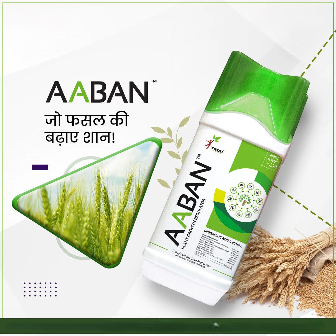 आबान - जिबरेलिक एसिड 0.001% एल (पौधे वृद्धि नियामक) समुद्री शैवाल अर्क, प्रोटीन हाइड्रोलाइज़ेट और आवश्यक सूक्ष्म पोषक तत्वों के साथ फोर्टिफाइड