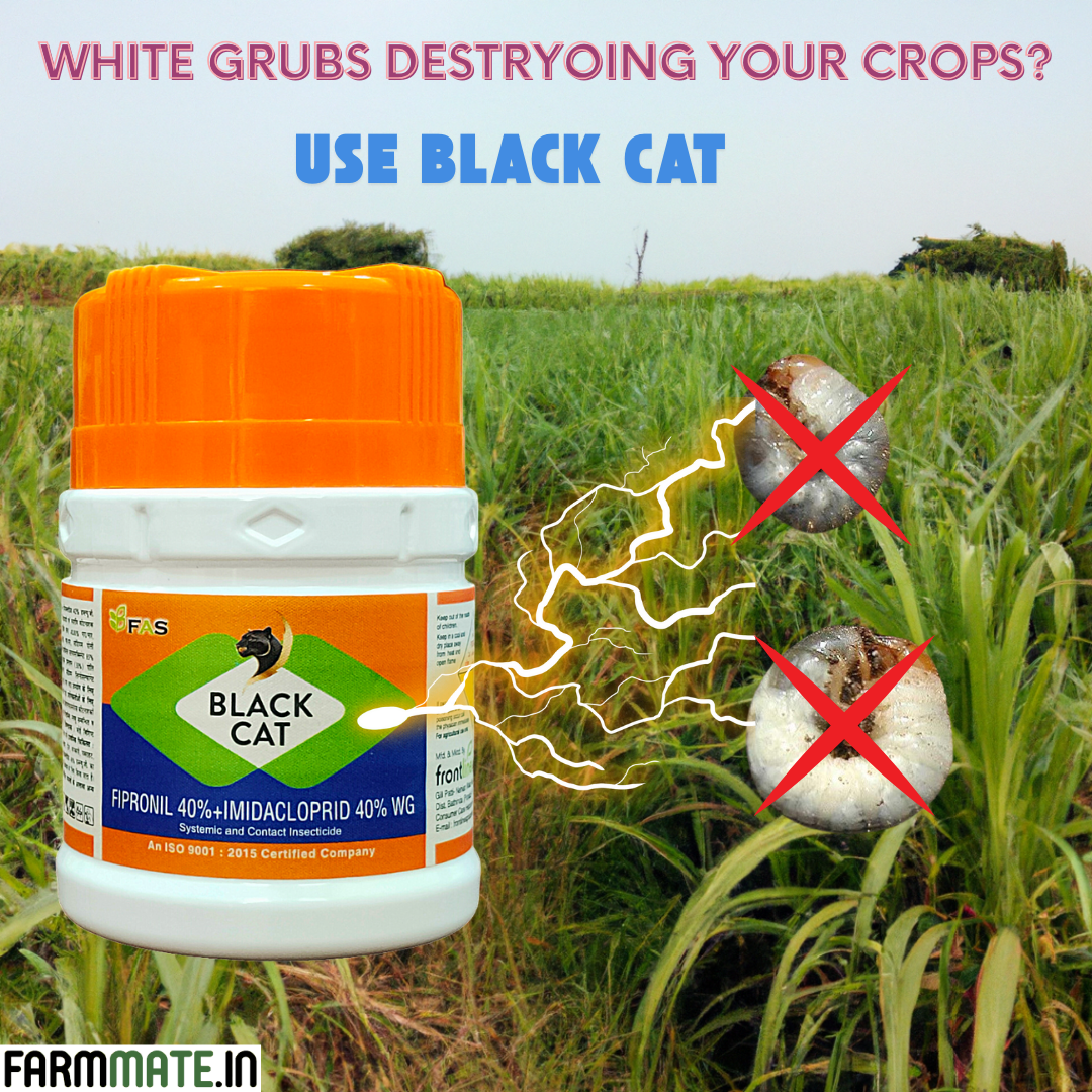 Black Cat (Fipronil 40% + Imidacloprid 40% WG) Insecticide