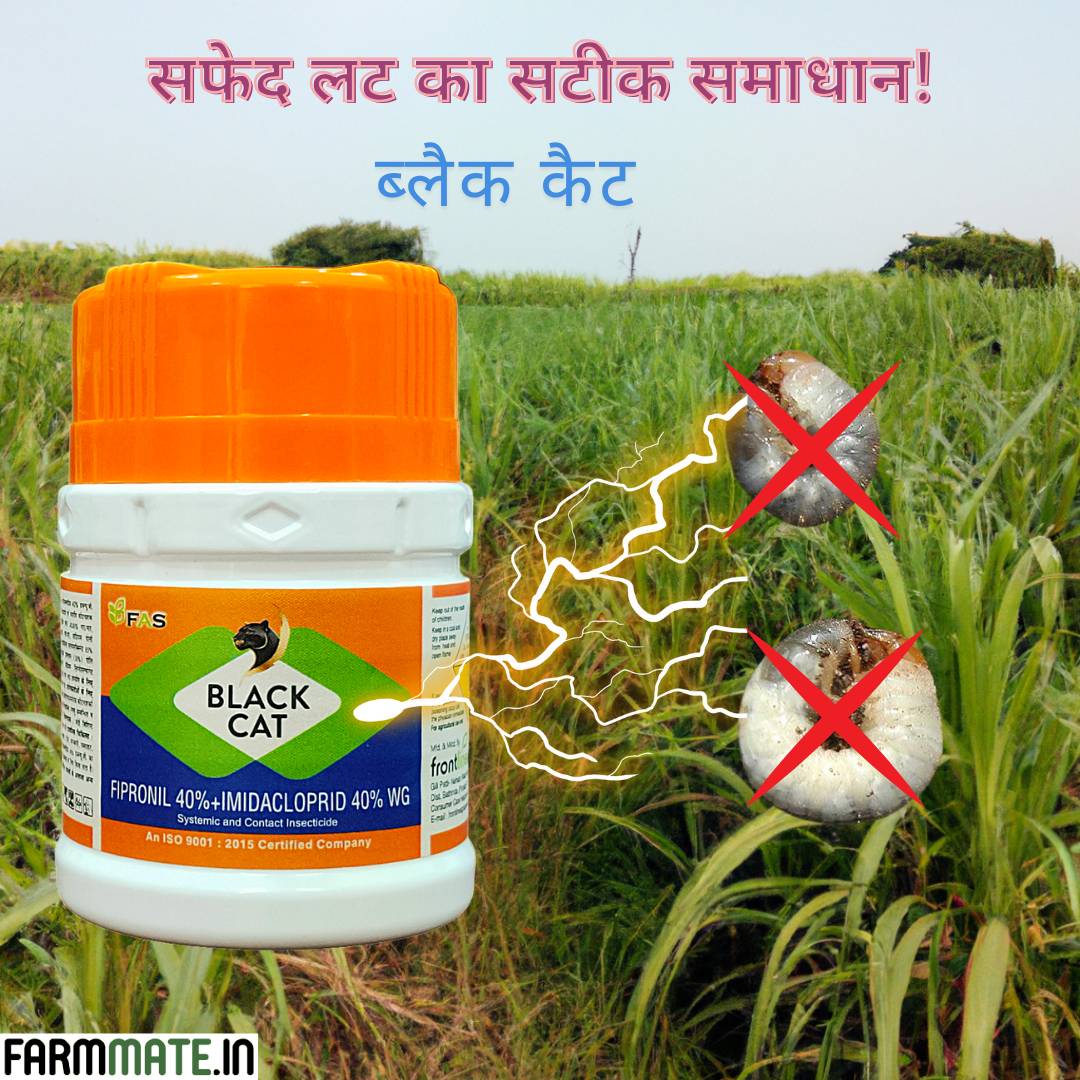 Black Cat (Fipronil 40% + Imidacloprid 40% WG) Insecticide