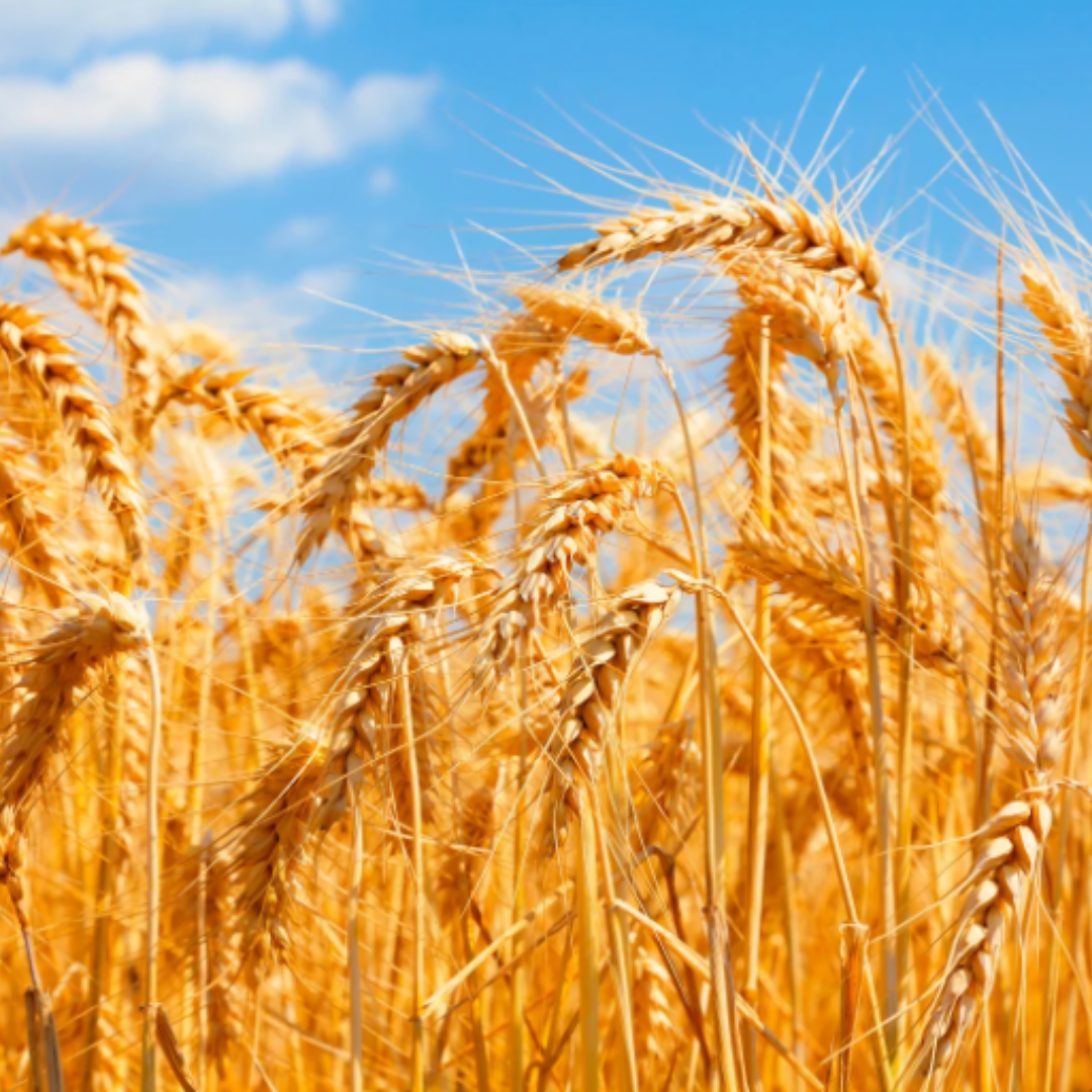 Wheat