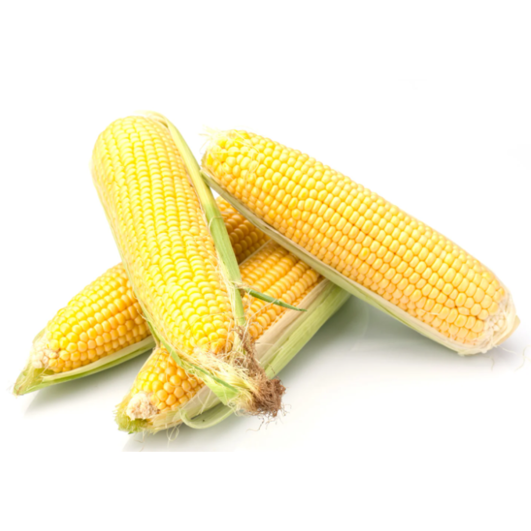 Maize