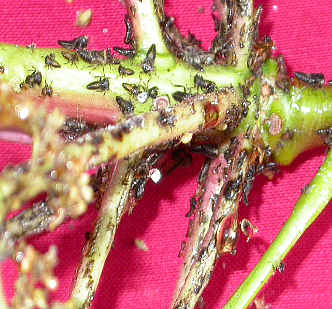 Mango Hopper – FarmMate.in
