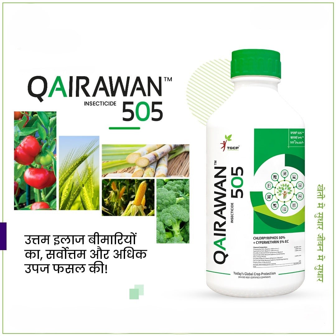 Qairawan (Chlorpyrifos 50% + Cypermethrin 5% EC) Insecticide